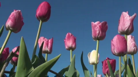 Tulips Stock Footage 717097