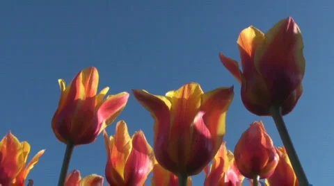 Tulips Stock Footage 717103