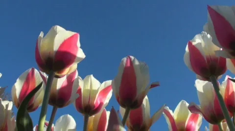 Tulips Stock Footage 717114