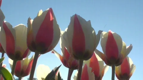 Tulips Stock Footage 717126
