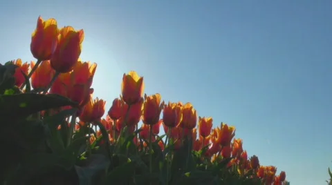 Tulips Stock Footage 717135