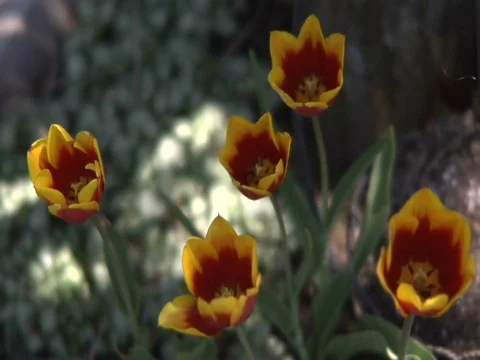 TULIPS Stock Footage 838507