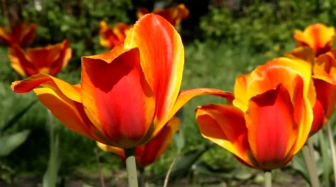 Tulips Stock Footage 842554