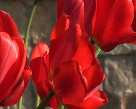 Tulips Stock Footage