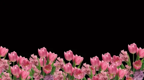 Tulips Stock Footage 1093016