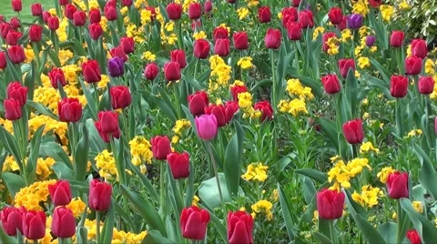 Tulips Video stock 3475966