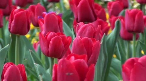 Tulips Stock Footage 3476028