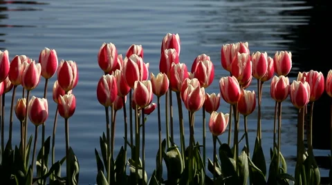 Tulips Stock Footage 4163163