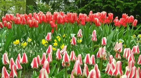 Tulips Stock Footage 4926976