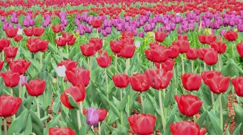 Tulips Stock Footage 5295116