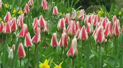 Tulips Stock Footage 10740016