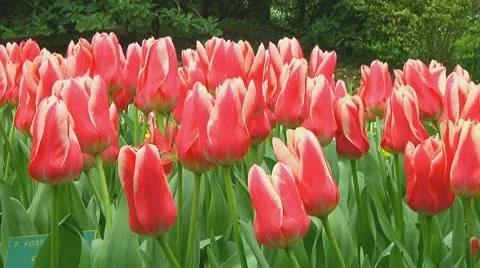 Tulips Stock Footage 10740054
