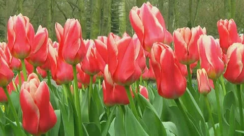 Tulips Stock Footage 10740062