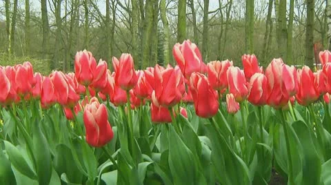 Tulips Stock Footage 10740068