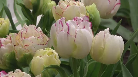 Tulips Stock Footage 10889728