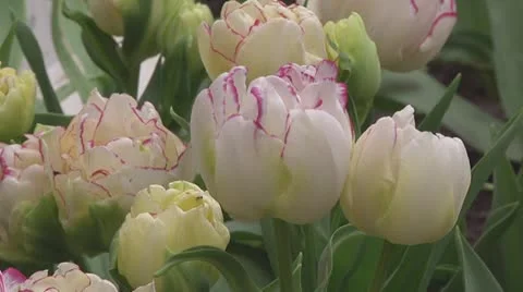 Tulips Stock Footage 10899587