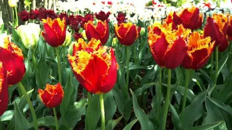 Tulips Stock Footage 10915709