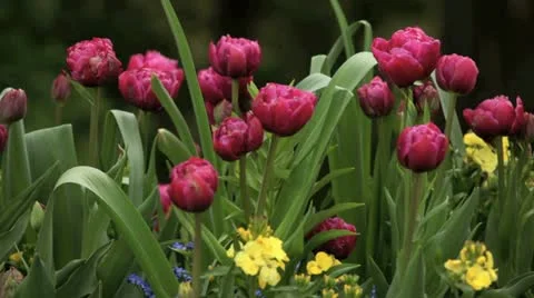 Tulips Stock Footage 10920620
