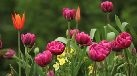 Tulips Vídeo Stock 10920633