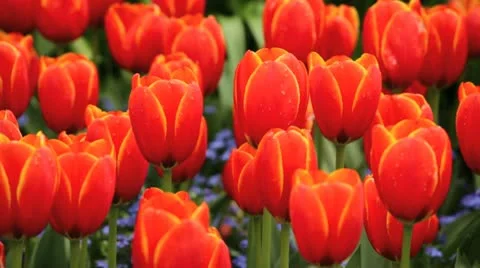 Tulips Видео 10920643