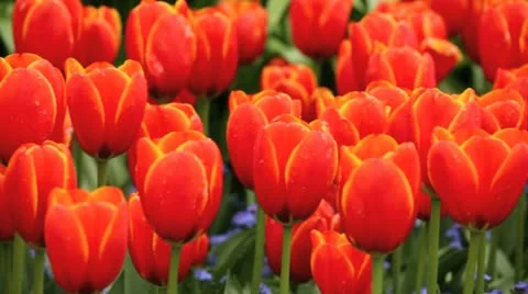 Tulips Vidéo 10920651
