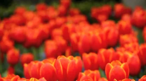 Tulips Видео 10920661