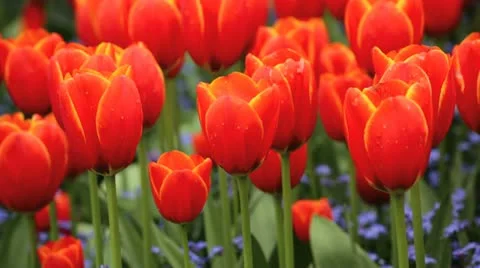 Tulips Видео 10920669