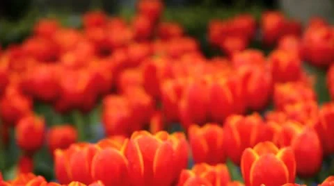 Tulips Stockbeeldmateriaal 10920674
