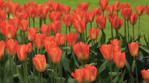 Tulips Видео 10920829