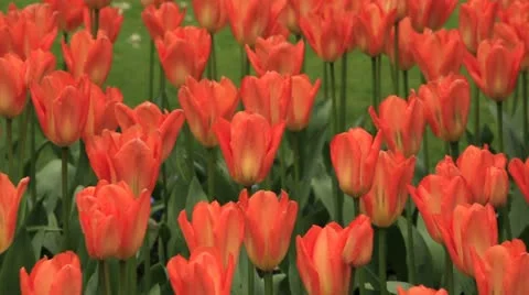 Tulips Vídeo Stock 10920849