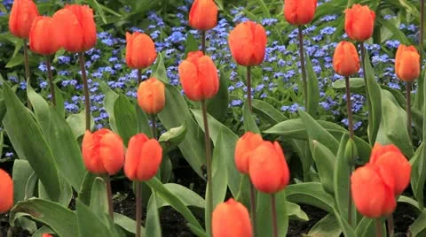 Tulips Stock Footage 10920876