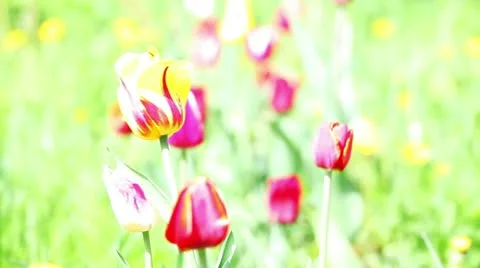 Tulips Stock Footage