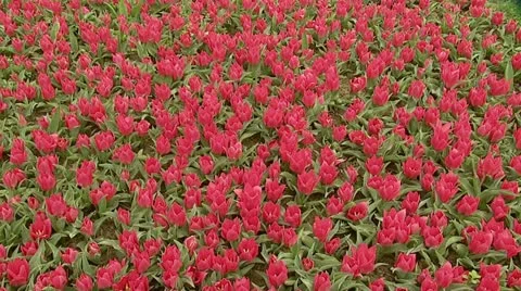 Tulips Stock Footage 18006957