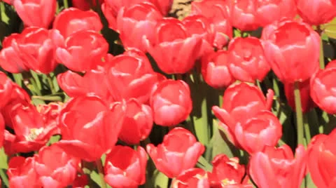 TULIPS 스톡 동영상 22690270