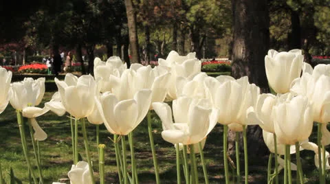 TULIPS Stock Footage 22735053