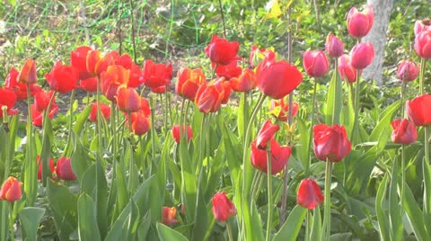 Tulips Video stock 23113784
