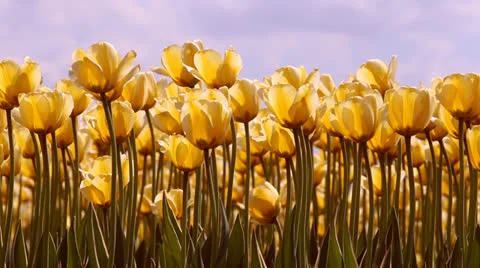Tulips Stock Footage 23370095