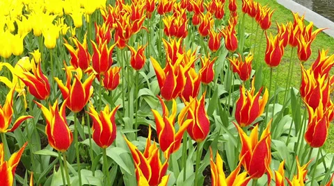 Tulips. Stock Footage 31739595