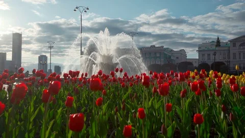 Tulips Stock Footage 91138197