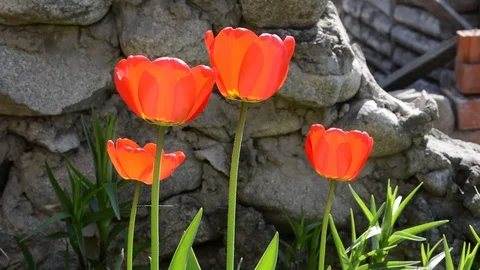 Tulips Video stock 103660162