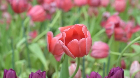 Tulips Stock Footage 106923782