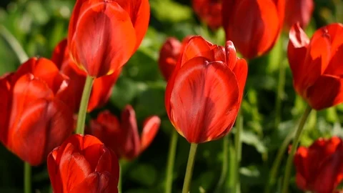 Tulips Stock Footage 108265021