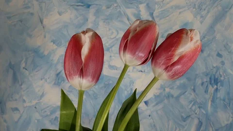 Tulips 스톡 동영상 117337544