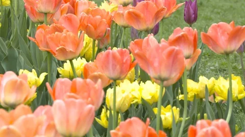 Tulips Stock Footage 119588513