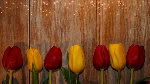 Tulips Stock Footage 126203427