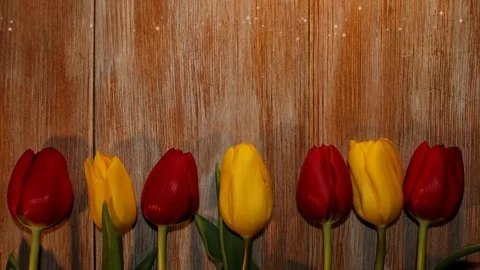 Tulips Stock Footage 126203441