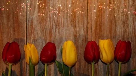 Tulips Stock Footage 126203459