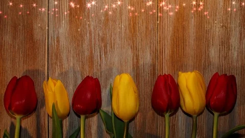 Tulips Stock Footage 126203475