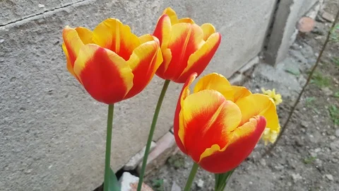 Tulips Stock Footage 130060376