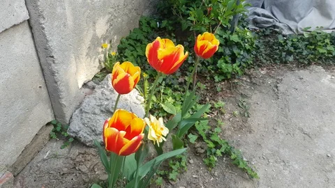 Tulips Stock Footage 130060383